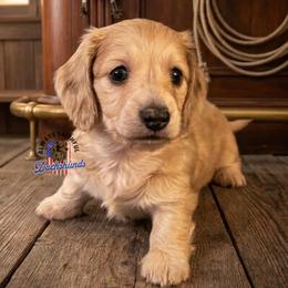 Orion - Cream male Dachshund puppy in Waverly, Ohio from Always Faithful Dachshunds