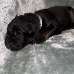 Gray color - Bi-color female German Shepherd puppy in Marion, Ohio from Legacy K9’s