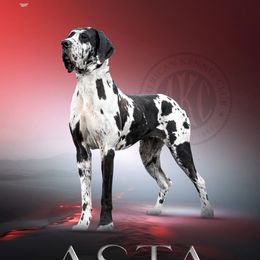 Asta - Great Dane