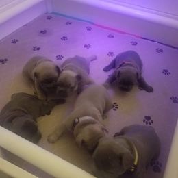 French Bulldog Puppies from Blue Cedar Kennels