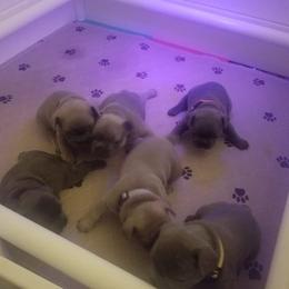 French Bulldog Puppies from Blue Cedar Kennels