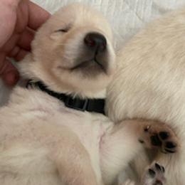 German Shepherd Puppies from Diamond White German Shepherds