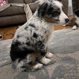 Miniature Australian Shepherd Puppies from Highland Hills Mini Aussies