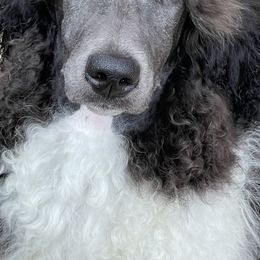 Girl 1 - Poodle puppy in Salisbury, North Carolina from Delovely Standard Poodle’s & Rottweiler’s