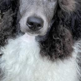Girl 1 - Poodle puppy in Salisbury, North Carolina from Delovely Standard Poodle’s & Rottweiler’s