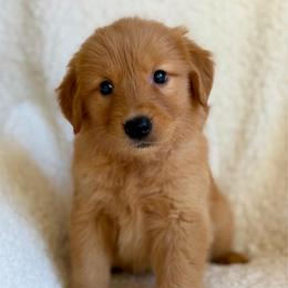 Big Red - Dark golden male Golden Retriever puppy in La Verne, California from 4LoveofGoldens