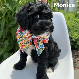 Australian Labradoodle Puppies from Berrybrook Doodles