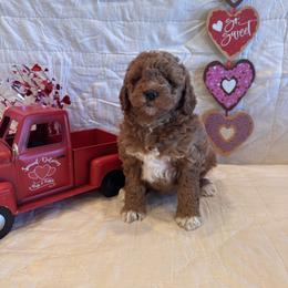 Sasha - Red  female Goldendoodle puppy in Bucyrus, Missouri from Hill Top Pomskies