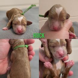 Huck - Apricot male Goldendoodle puppy in Summerville, South Carolina from Channys Doodles