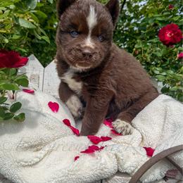 Boy 1 - Red and white male Siberian Husky puppy in Tulsa, Oklahoma from EvergreenEliteKennel