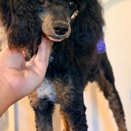 Bobbi - Phantom female Poodle puppy in Rock Island, Oklahoma from Virelle Poodles