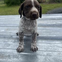 Black Boy - Liver roan male German Shorthaired Pointer puppy in Section, Alabama from Emily's GSPs