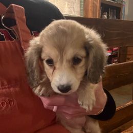 Pumpkin (AKC) - Cream female Dachshund puppy in Marshfield, Missouri from Hilltop Kennel LLC