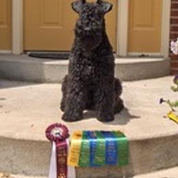 Kerry Blue Terriers from Cavan Kerry Blues