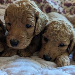 Goldendoodle Puppies from Pat's Poodle Pups & Moore