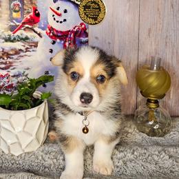 Tamarack - Black and tan male Pembroke Welsh Corgi puppy in Fortine, Montana from North Star Pembroke Welsh Corgi's