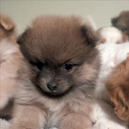 Liese - Black and tan parti female Pomeranian puppy in Sacramento, California from Tamara's Puppies