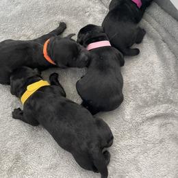 Black girl - Black female Labrador Retriever puppy in Palm Springs, California from Outlaws Labradors