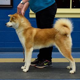 Japanese Akitainus from Ryoshima Coast Akita Inu
