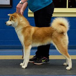 Japanese Akitainus from Ryoshima Coast Akita Inu