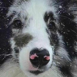 Shetland Sheepdogs from Milady’s Shelties East Texas