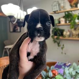 Blade - Brindle male Boxer puppy in Henderson, Tennessee from Vom Broadvalley