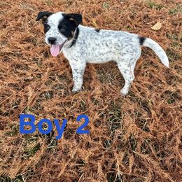 Boy 2 - Blue mottled male Australian Cattle Dog puppy in Ocala, Florida from Mayhem Ranch