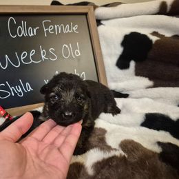 Red Collar female - Black and red female German Shepherd puppy in Eugene, Oregon from Vom Osuna K9s