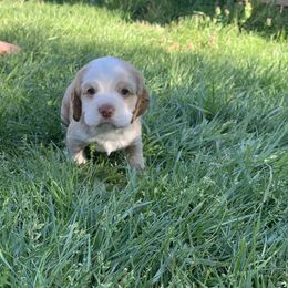 Chet - Buff and white Cocker Spaniel puppy in Virginia from S&J Spaniels