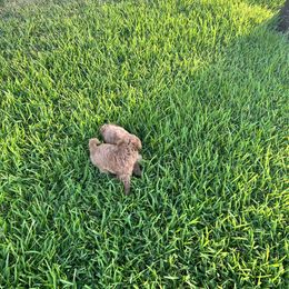 Boxer and Cavapoo Puppies from Acadian Kennels
