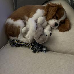 Cavalier King Charles Spaniel Puppies from Cane Creek Cavaliers
