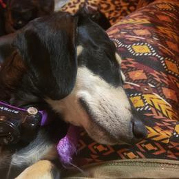 Cole - Dachshund