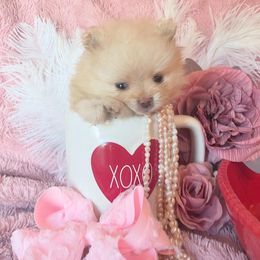 Pomeranian Puppies from Floki & Fibi Pomeranians