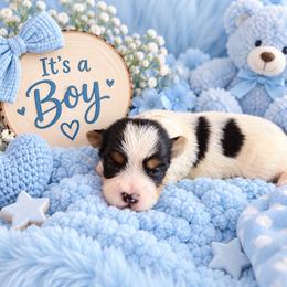 Blue Collar - Black and white male Shorkie puppy in Staten Island, New York from Sensational Shorkies