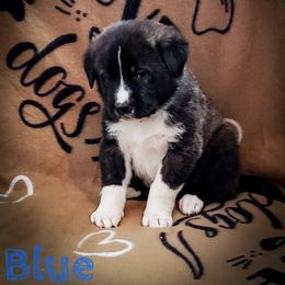 Anatolian Shepherd Dog and Australian Cattle Dog Puppies from 4D Cattle Dogs