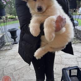 Frosty - White female Alaskan Malamute puppy in Sandy, Oregon from NORTH WINDS ALASKAN MALAMUTES