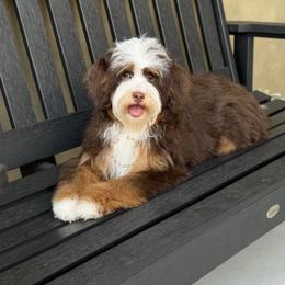 Kahlua - Brown female Bernedoodle puppy in Temecula, California from Brookside Bernedoodles