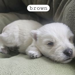 Brown Collar - White male West Highland White Terrier puppy in Mayo, Florida from Carrot Tails LLC