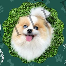 Minzy - Pomeranian