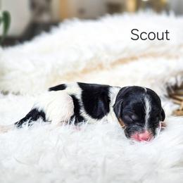 Scout - Black and white female Bernedoodle puppy in Gaylord, Michigan from Dog Mom Co. Doodles