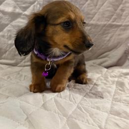 Sandy - Brindle female Dachshund puppy in Rising Star, Texas from BEAW Doxies