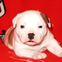 Staffordshire Bull Terrier Puppies from Full Throttle Staffords