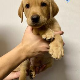 Blue - Yellow male Labrador Retriever puppy in Newaygo, Michigan from Royal Oak Gundogs