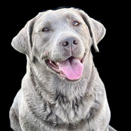 Dorothee - Dilute Retriever