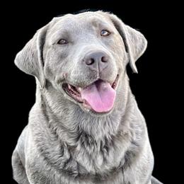 Dorothee - Dilute Retriever