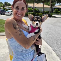 Pembroke Welsh Corgi Puppies from AW Corgis