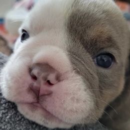 Bulldogs from Pech Family Bulldogs