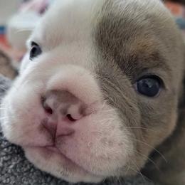 Bulldogs from Pech Family Bulldogs