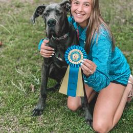 Great Dane Puppies from Sand Mountain Danes LLC