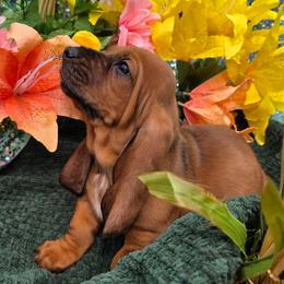 Helpful - Brown black and white male Basset Hound puppy in Big Rapids, Michigan from Basket Hound Bassets